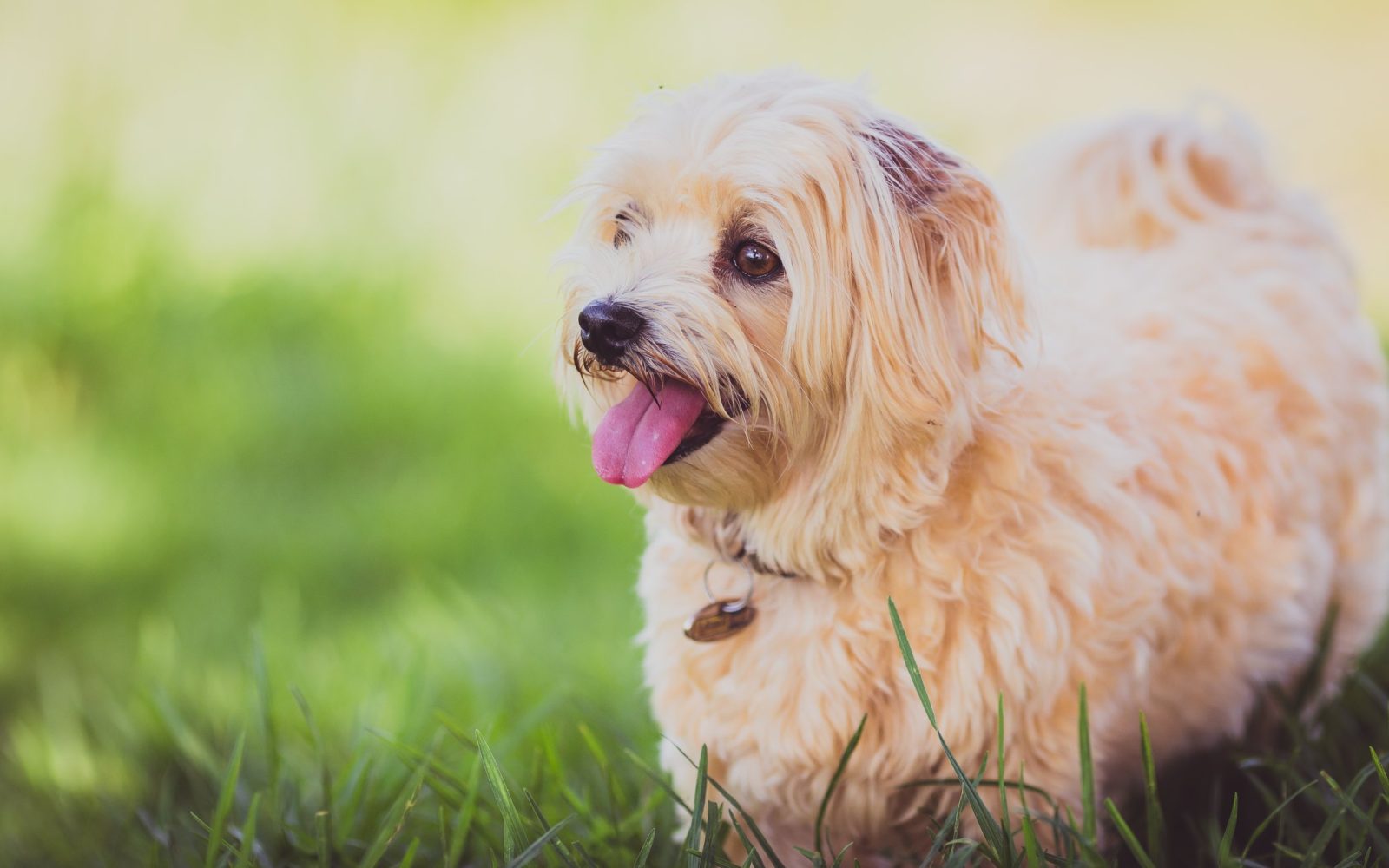 Dog Park — Porchlight community dog park