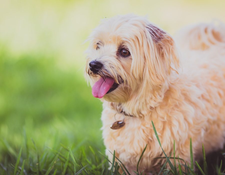 Dog Park — Porchlight community dog park