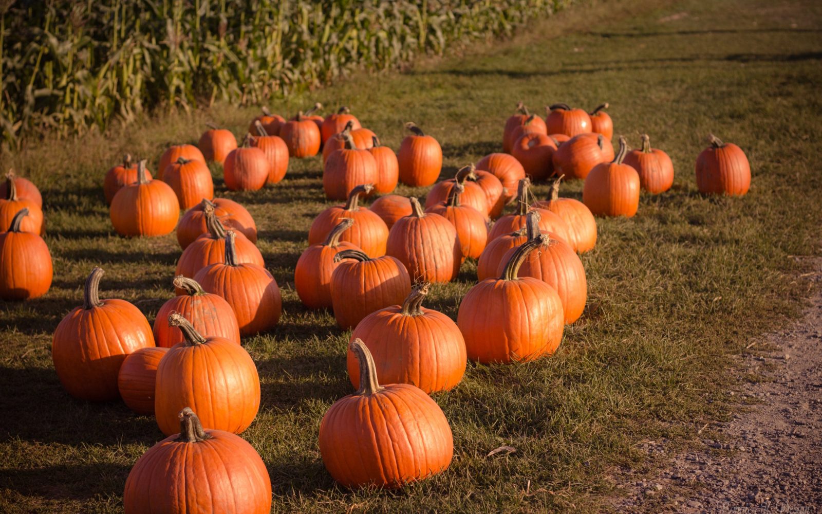 Fall Harvest Gathering — Porchlight community event