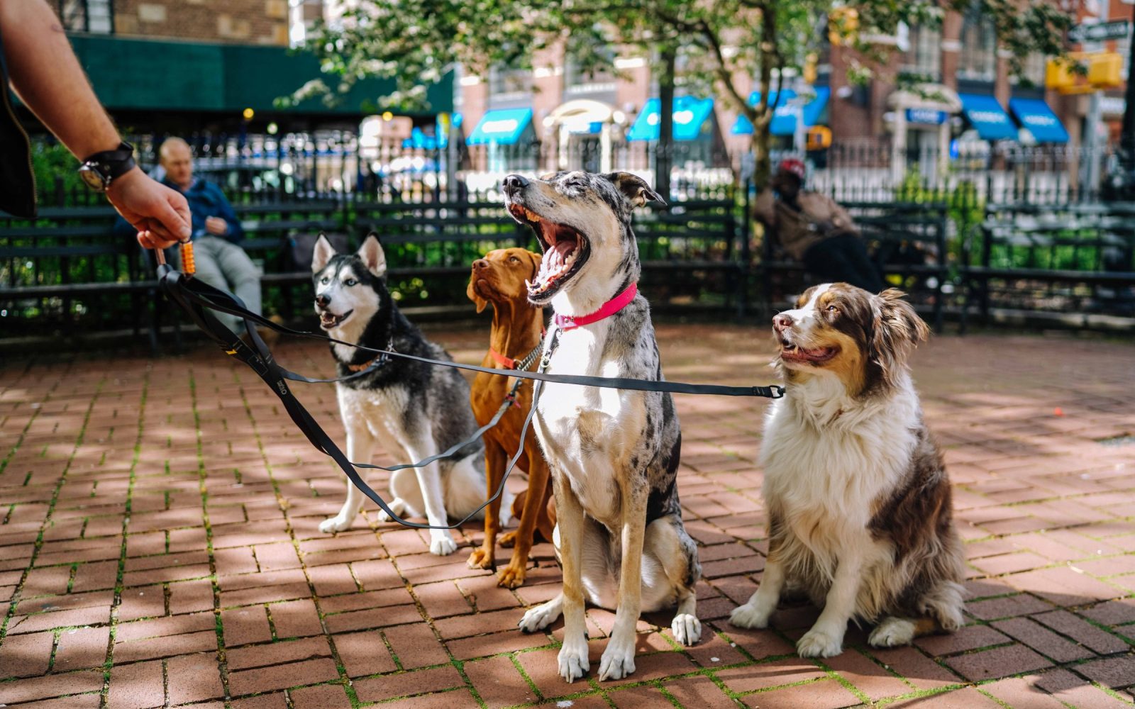 Puppy Social Meetup — Porchlight community event